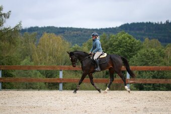 Prodám 4 letou kobylku vhodnou do vyššího sportu - 8