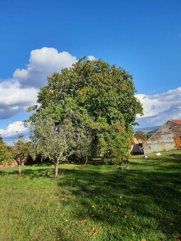 Vlašské ořechy - 8