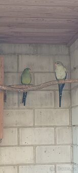 Papoušek horský modrý - 8