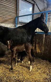 5letá ČT klisna na prodej - 8