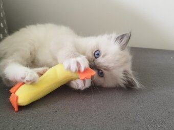 Ragdoll koťátka - 8