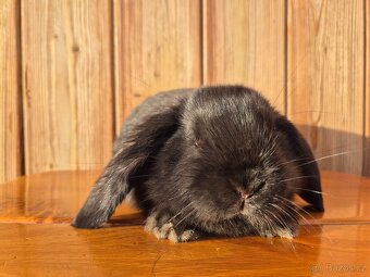 Zakrslý králíček - beránek - 8