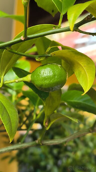 Prodám plodící citroník MEYER (č.68a) - 8