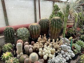 Prodám kaktusy - sbírka - 8
