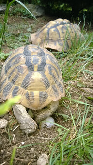želva zelenavá a vroubená odrostlá mláďata - 8