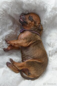 Rhodesky Ridgeback - 8