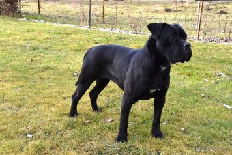 Cane Corso štěňátka s FCI PP - 8