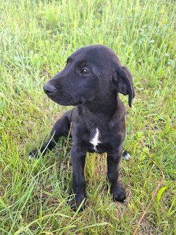 Stěně Labrador - 8