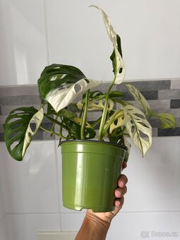 Monstera Adansonii Japanese Tricolor - 8