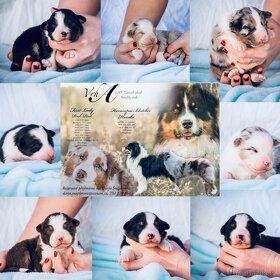 Krytí chovným psem- Australský ovčáka s PP - 8