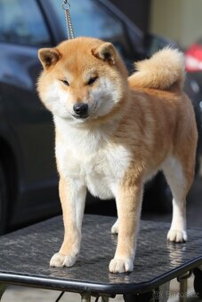 Shiba Inu s PP FCI - 8
