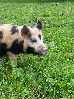 Kune Kune - 8