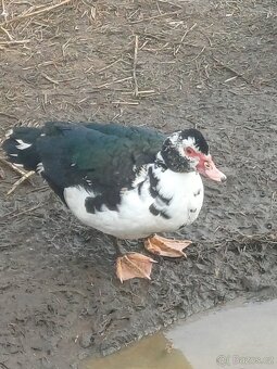 Kachna pižmová - 8