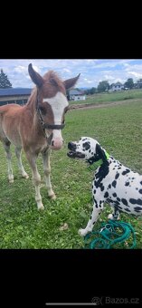 Welsh Pony B - 8