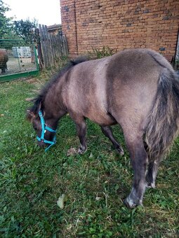 Shetland pony s pp - 8