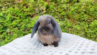 Zakrslý beránek, králíček, králík - PATRIK - 8