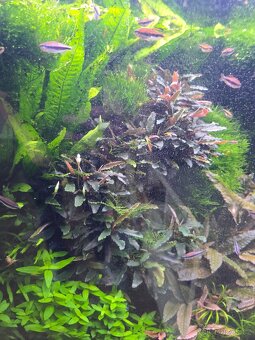 Prodám akvarijní rostliny rotala hra, javsky mech, Cryptocor - 8