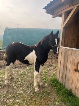 Barock Pinto X Welsh Cob D - 8