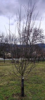 Stříhání , výsadba ovocných stromů - 8