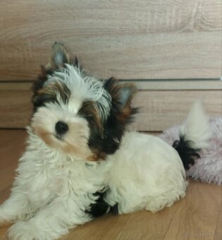 Biewer yorkshire terrier - 8
