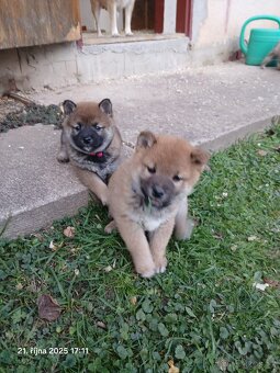 Shiba-Inu - štěňata - 8