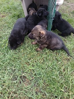 Nemecký ovčiak - 8