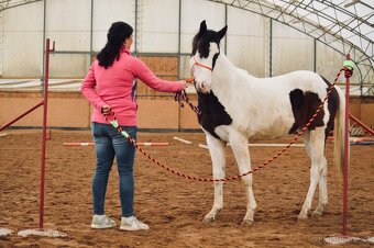 Hřebečci,Valášek American Paint Horse - 8