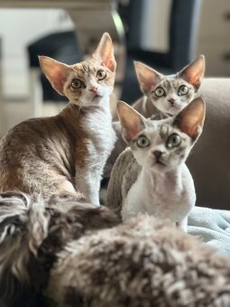 Devon rex koťátka s PP - 8