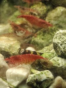 Krevetky červená . Red cherry - 8