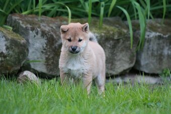 Shiba inu s PP - 8