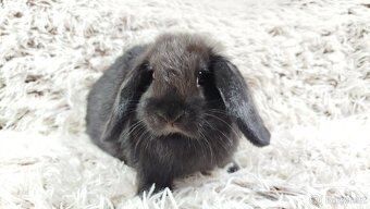 Zakrslý beránek, králíček, králík - BRUNO - 8