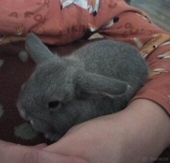 Zakrslý beránek králíček - 8