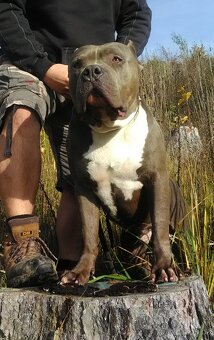 Fenka American Bully XL k odběru - 8