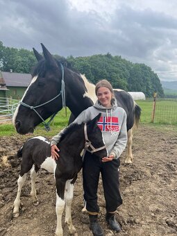 Barock pinto X Welsh Cob - 8