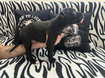 Americký pitbulteriér - 8