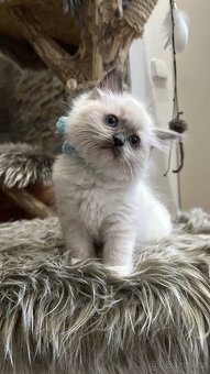 Ragdoll koťata - 8