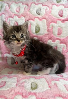 Maine coon mainská mývalí - 8