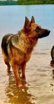 Německý ovčák s PP IKC - 8