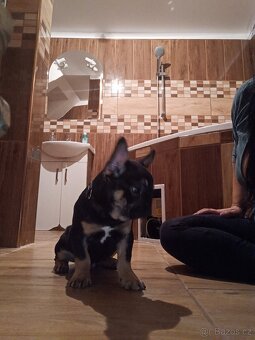 Francouzský buldocek - 8