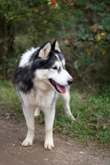 GYMY K ADOPCI - přátelský parťák - 8