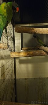 Alexandr Čínský - 8