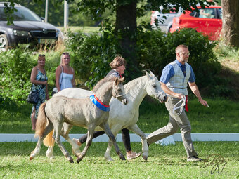Welsh mountain pony, sekce A - 8