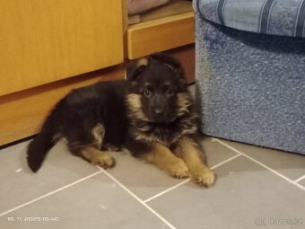 Německý ovčák štěňata - 8
