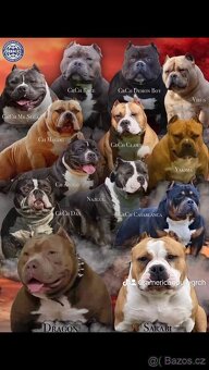 American Bully Pocket - 8