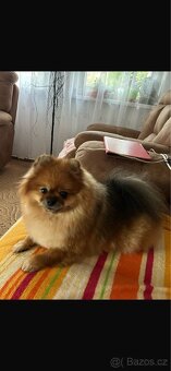 Štěňata Pomeranian - 8