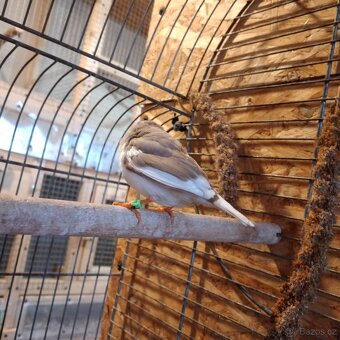 Zebřička pestrá - 8