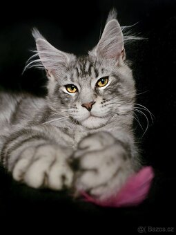 ⚜️Mainská Mývalí Maine Coon s PP⚜️ - 8
