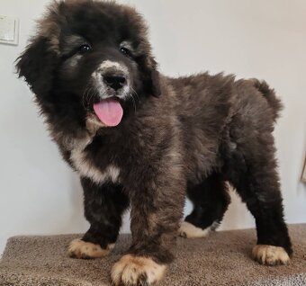 Kavkazský pastevecký pes s PP - 8