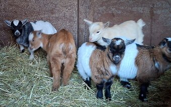 Holandská koza zakrsla - 8
