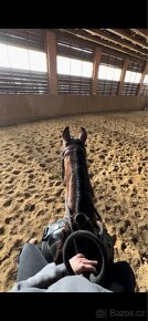 2,5letý reiningový quarter horse k prodeji - 8